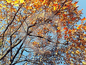 Autumn branches with blue sky in the background