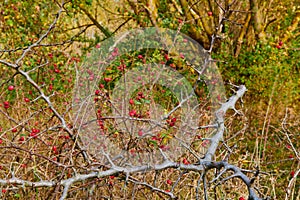 Autumn on the branches of a bush with red berries.