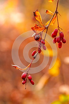 Autumn branches with leaves and red berries on branches