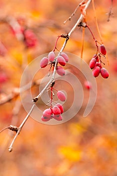 Autumn branches with leaves and red berries on branches