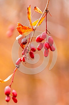 Autumn branches with leaves and red berries on branches