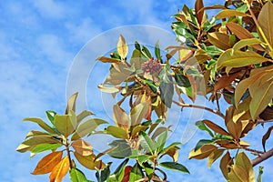 Autumn. Branches of  magnolia tree  Magnolia grandiflora  against blue sky on sunny day