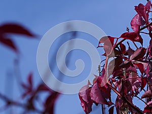 Autumn branches with red leaves of dog wine