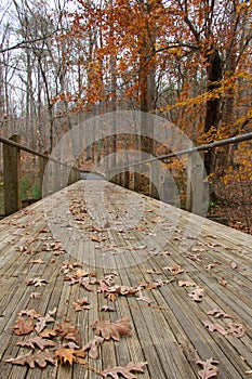 Autumn Bridge