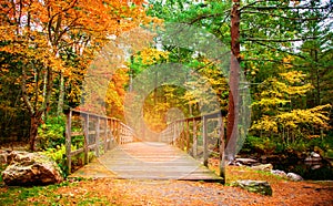 Autumn bridge in the woods