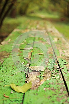 Autumn bright backdrop with arch of trees and old wooden table of boards with cracked green paint and yellow fallen