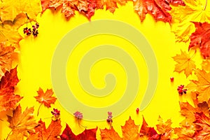 Autumn bright background frame. Yellow-red autumn maple leaves on a yellow background, top view, copy space