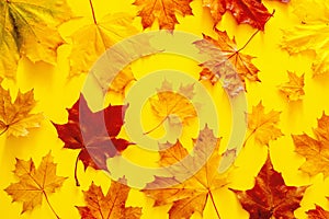 Autumn bright background pattern with yellow-red autumn maple leaves on a yellow background