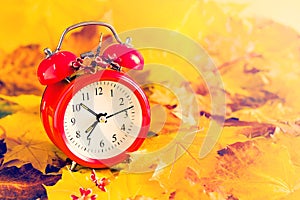 Autumn bright background with yellow autumn maple leaves and red alarm clock, copy space