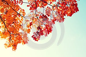 Autumn bright background. Yellow-red autumn maple leaves on tree branches
