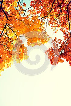 Autumn bright background. Yellow-red autumn maple leaves on tree branches