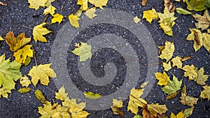 Autumn bright colourful green, yellow, orange fallen maple leaves on grey asphalt