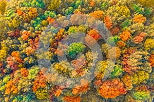 Autumn bright multi-colored trees, green, orange and reddish tint. Autumn in forest, aerial top view look down