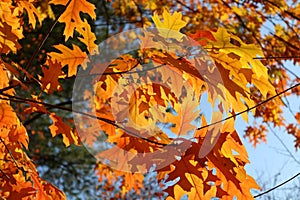 Autumn bright yellow orange oak tree leaves with blue sky