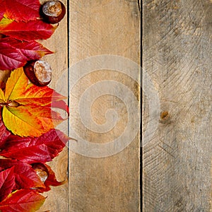 Autumn bright yellow-red leaves on a wooden background. With copy space. Composition of chestnuts and leaves of maiden grapes on a