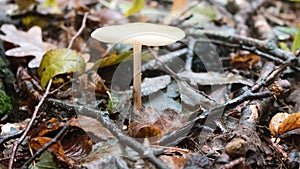 Autumn in the broad-leaved subtropical forest