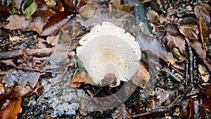 Autumn in the broad-leaved subtropical forest