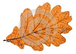 autumn broken leaf of oak tree isolated