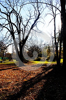 Autumn in Brooklyn Botanic Garden