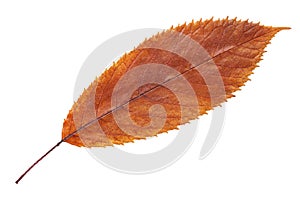 Autumn brown fall leaf isolated on white, way in path