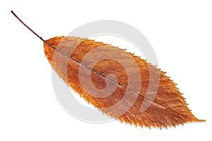 Autumn brown fall leaf isolated on white, way in path
