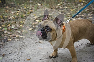 In autumn, a brown French bulldog is standing in the park photo