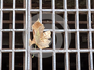 Autumn brown leaf  on the  hatch of   drainage  in the street