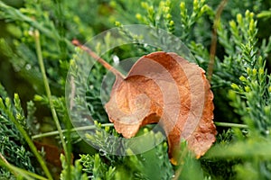 Autumn brown leaf on wet green grass. Macro of an autumn leaf