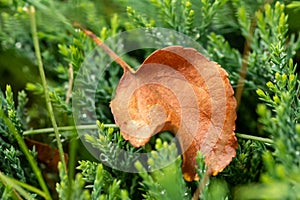 Autumn brown leaf on wet green grass. Macro of an autumn leaf