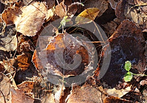 Autumn brown leaves on the grass