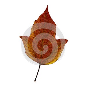 Autumn brown maple leaf isolated on the white background. Fall