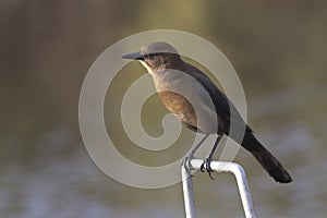 Autumn brown plumage of female boat tailed grackle