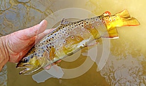 Autumn Brown Trout From Beaver Creek