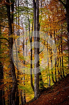 Autumn in Buila Vanturarita National Park, Carpathian Mountains, Romania