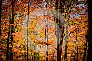 Autumn in Buila Vanturarita National Park, Carpathian Mountains, Romania