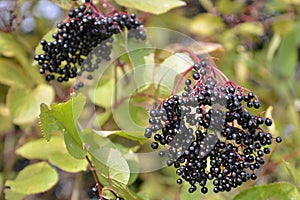 Autumn bunch of ripe elderberry fruit