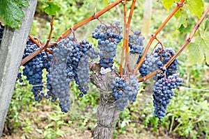 Autumn bunches of ripe merlot grapes on vine in vineyard at harvest time in bordeaux