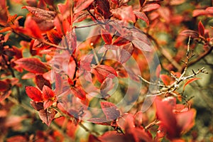 Autumn bush with blueberry leaves. vaccinium corymbosum leaves bright burgundy red color in the garden in fall. gardening and natu