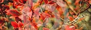 autumn bush with blueberry leaves. vaccinium corymbosum leaves bright burgundy red color in the garden in fall. gardening and natu