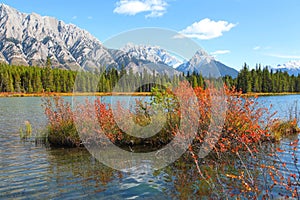 Autumn bush in the lower Kananaskis lake in Alberta,Canada