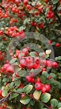 Autumn bush with red berries