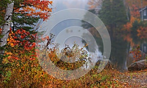 Autumn bushes and trees by misty lake