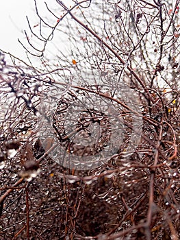 Autumn bushes under the rain in the forest with drops on the branches background