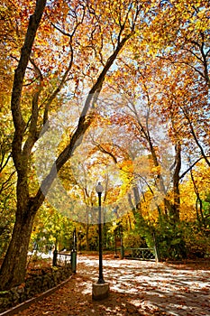 Autumn in Campo Grande Park photo
