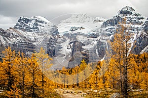 Autumn in Canadian Rockies with beautiful views of yellow larches photo