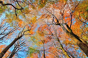 Autumn canopy