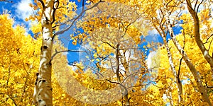 Autumn Canopy of Brilliant Yellow Aspen Tree Leafs in Fall
