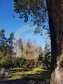 Autumn Canopy of Brilliant Yellow Aspen Tree Leafs in Fall in the Almaty