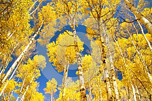 Autumn Canopy of Brilliant Yellow Aspen Tree Leafs in Fall with Clear Blue Skies, Colorado