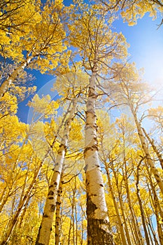 Autumn Canopy of Brilliant Yellow Aspen Tree Leafs in Fall with Clear Blue Skies, Colorado